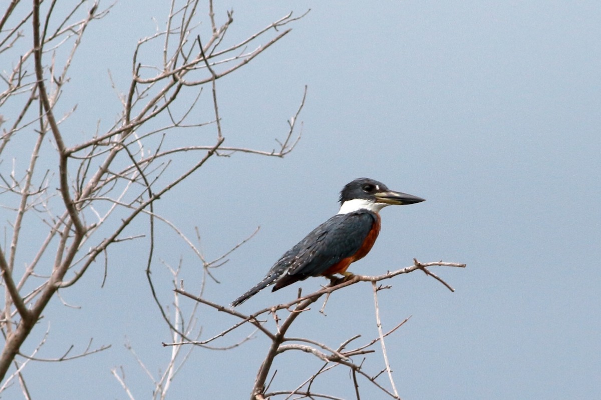 Ringed Kingfisher - ML162741051