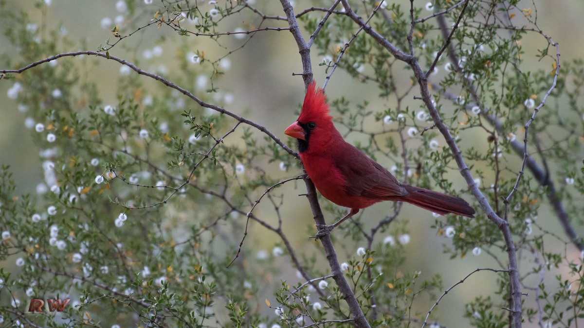 Cardinal rouge - ML162746361