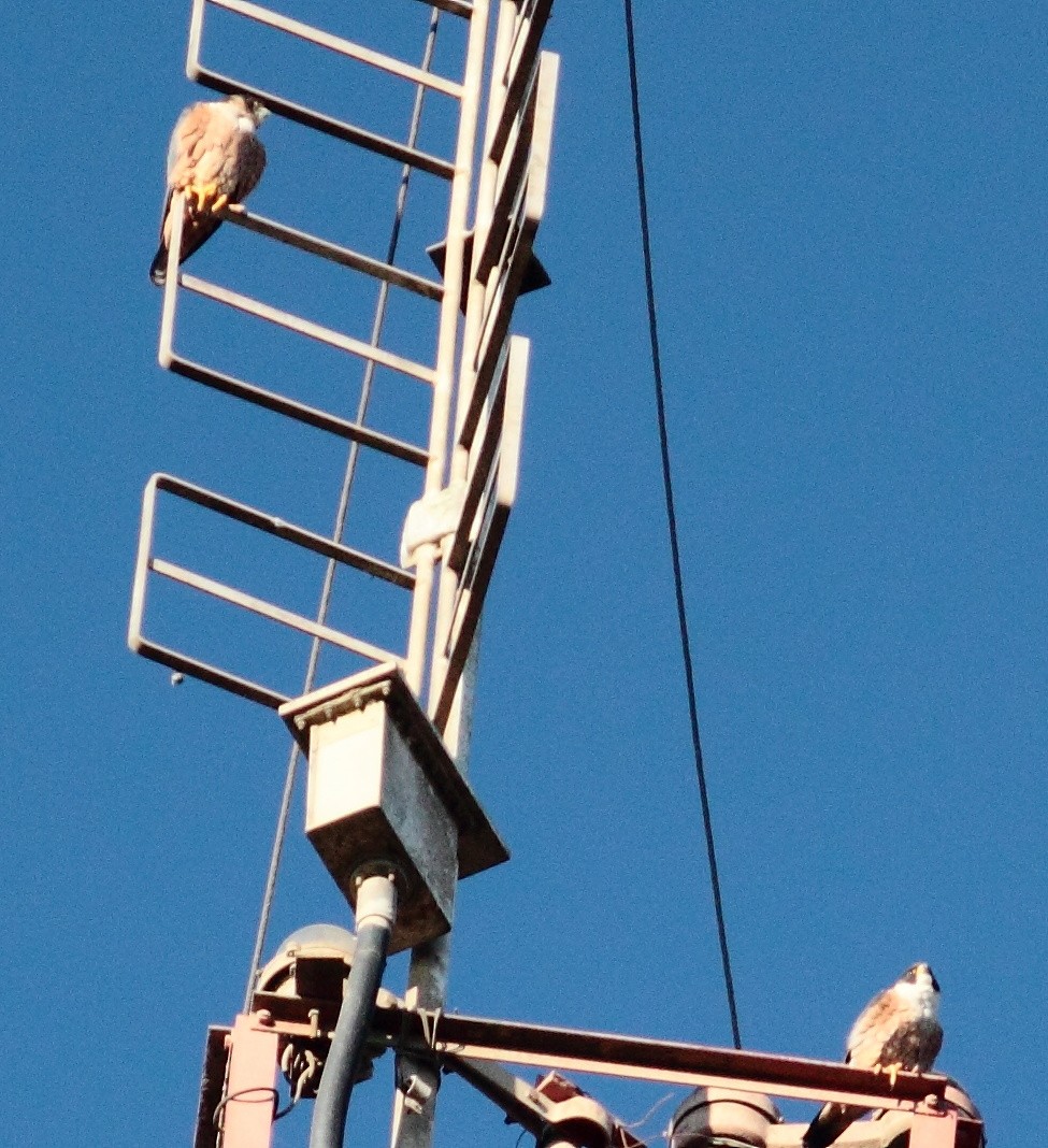 Peregrine Falcon (Shaheen) - ML162747241