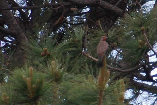 Northern Flicker - ML162747951