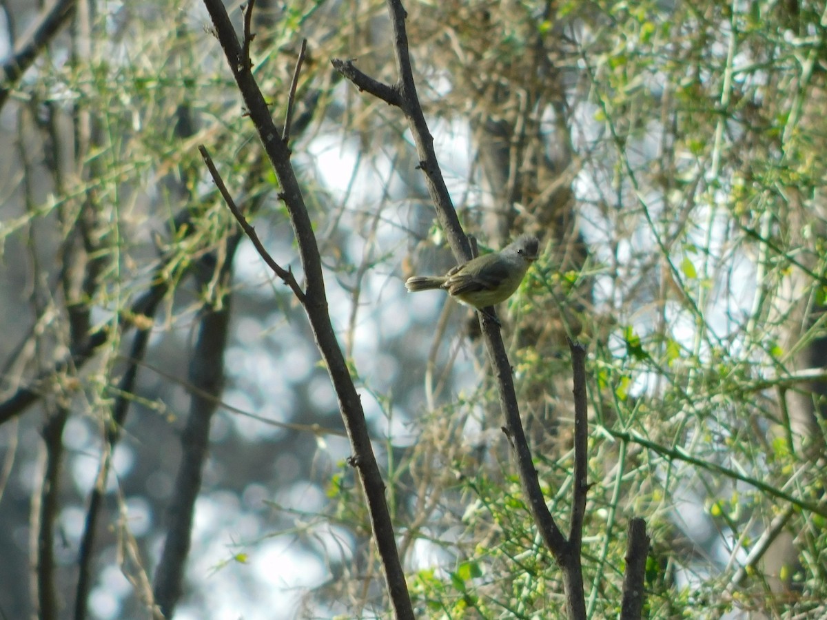 Southern Beardless-Tyrannulet - ML162749561