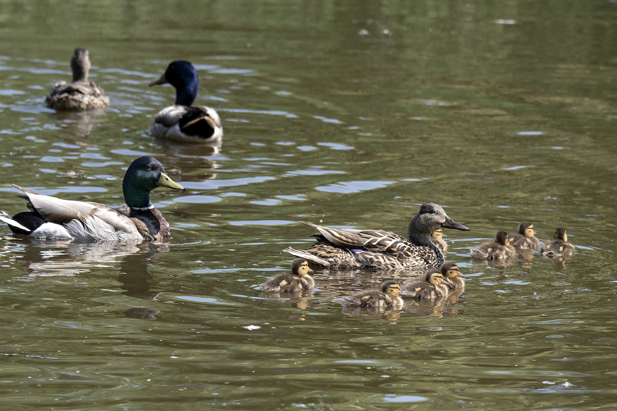 Mallard - David Badke