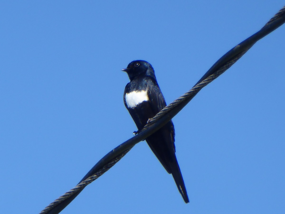 White-banded Swallow - ML162752861