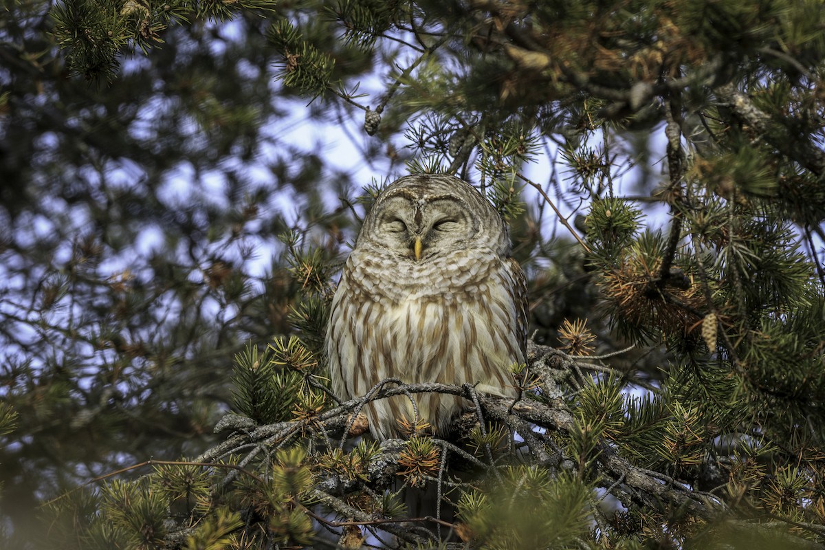Barred Owl - ML162752871