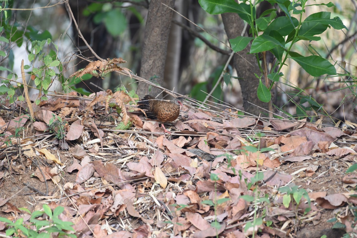 Red Spurfowl - ML162753061