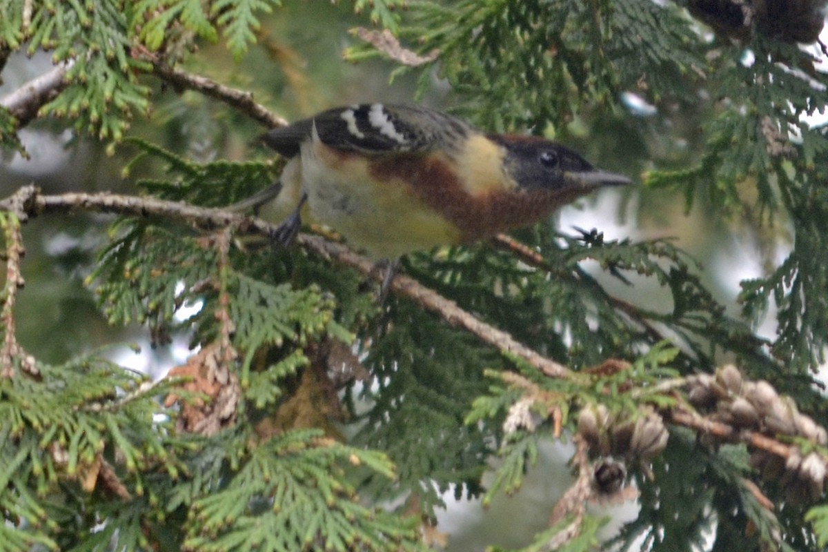 Bay-breasted Warbler - ML162755471