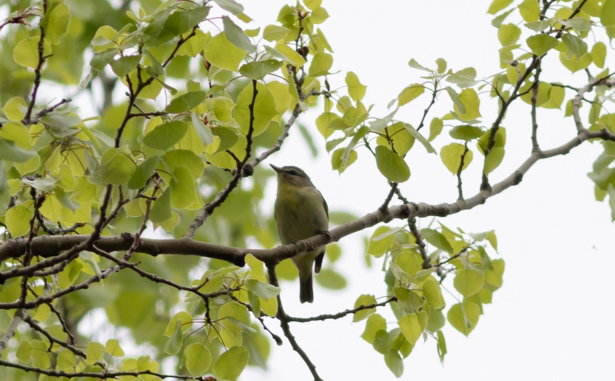 Vireo de Filadelfia - ML162758441