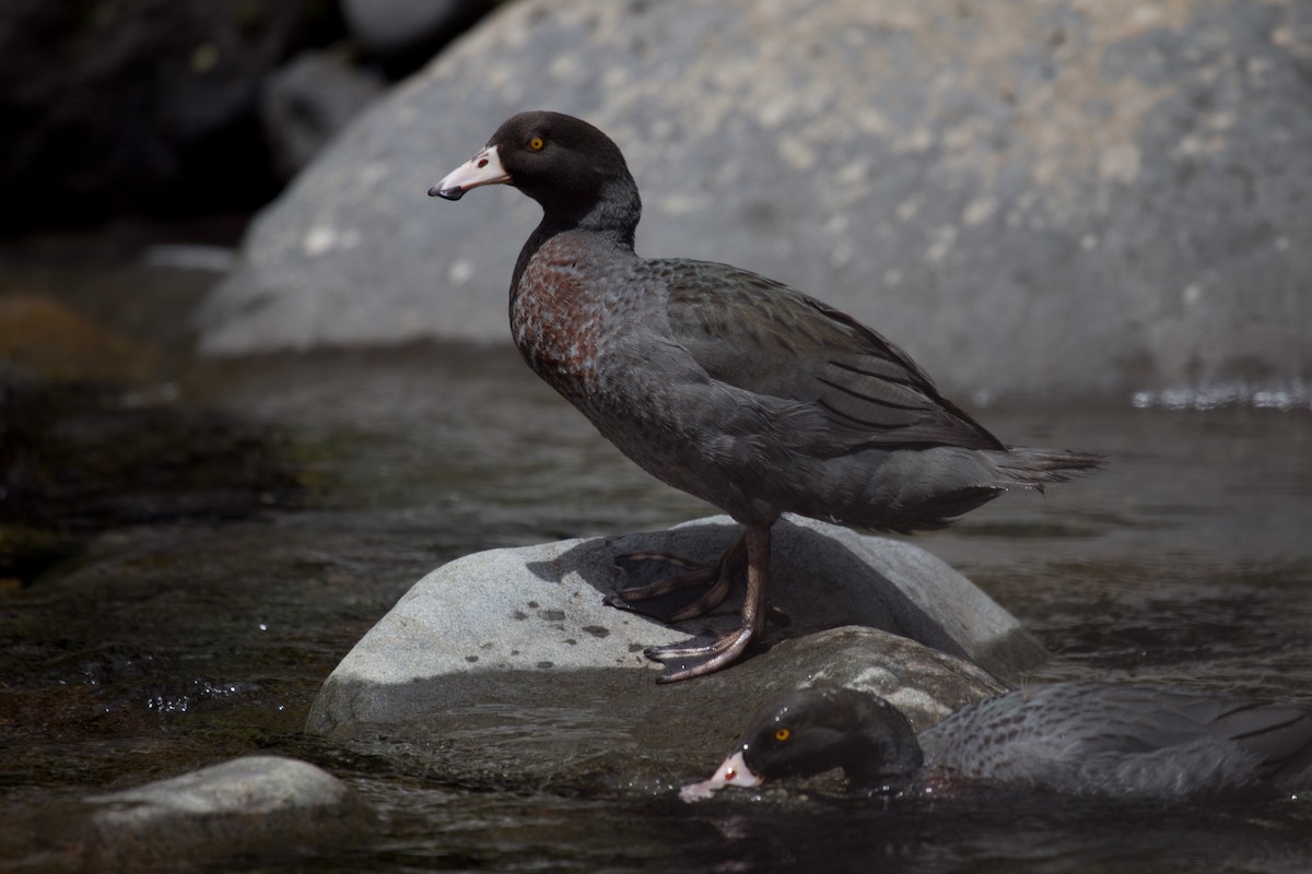 Blue Duck - ML162758611