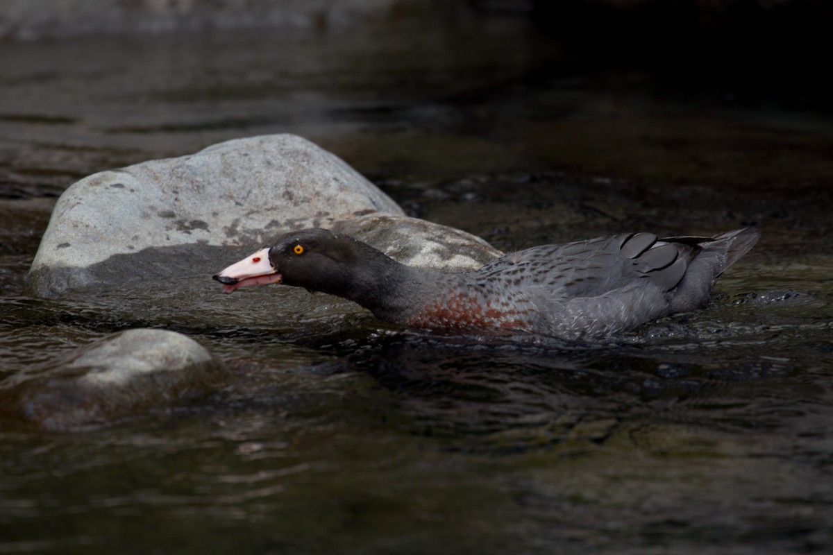 Canard bleu - ML162758621