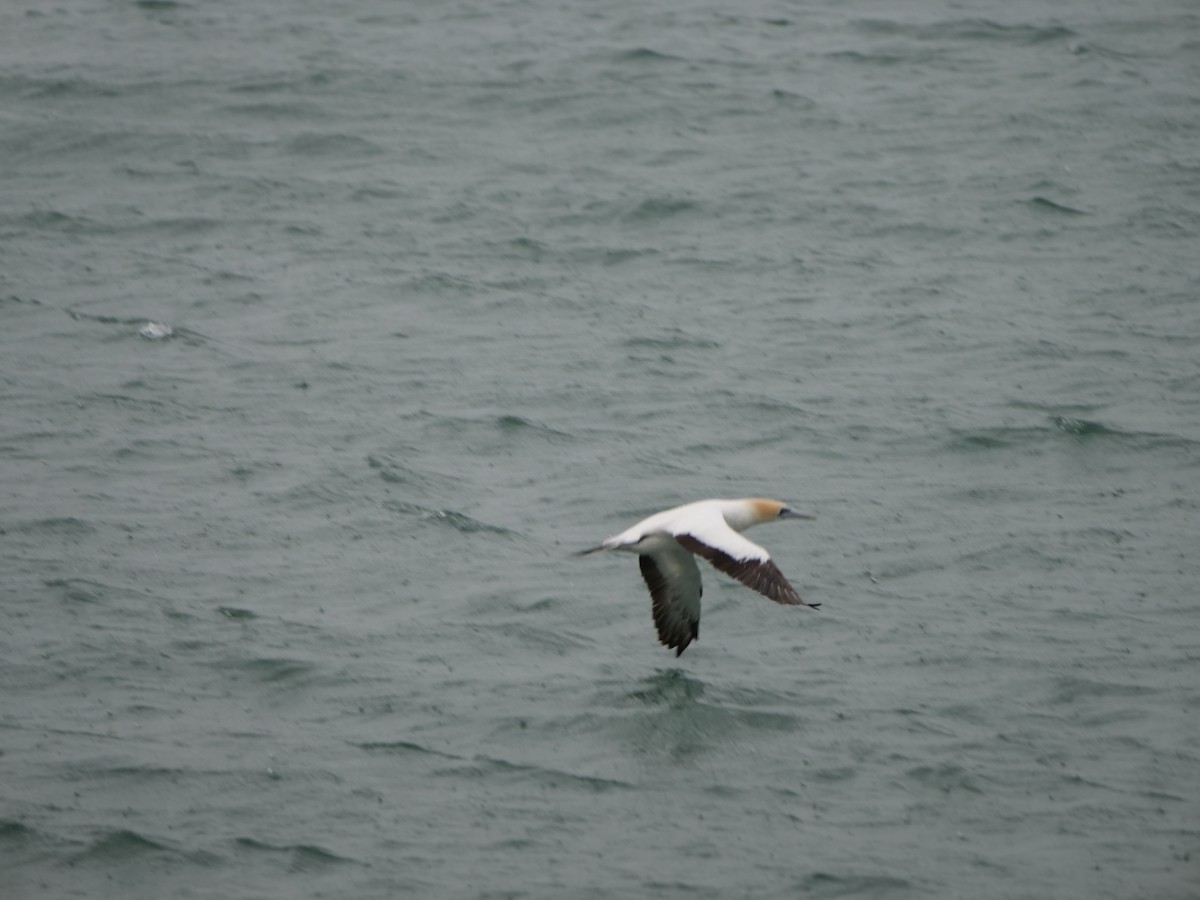 Australasian Gannet - Anne Pattillo