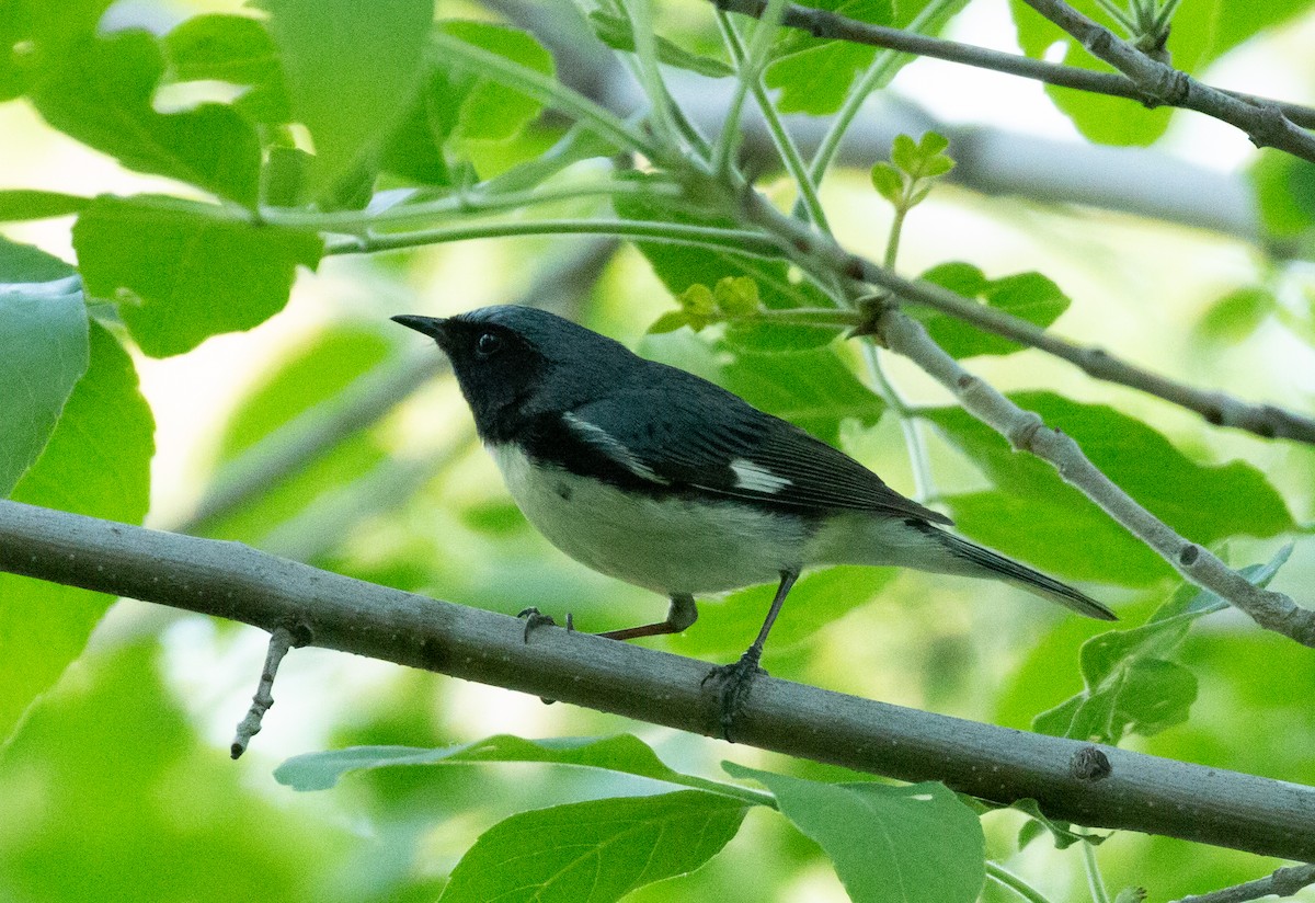 Black-throated Blue Warbler - ML162760281