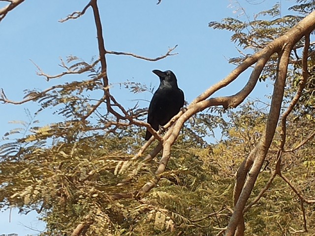 Large-billed Crow - ML162760851