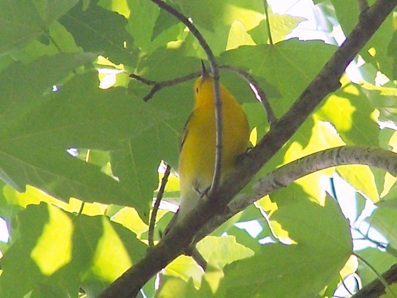 Prothonotary Warbler - ML162761861