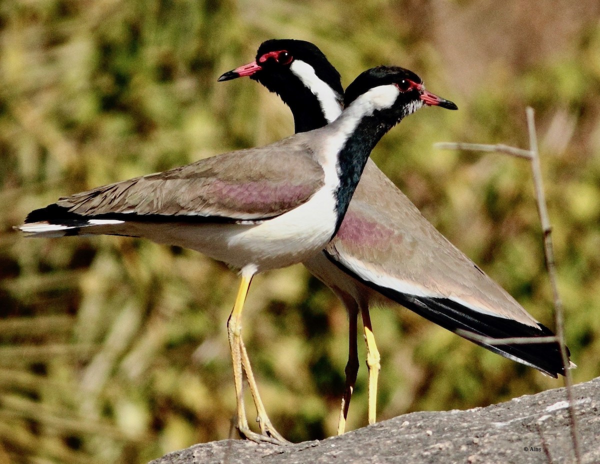 Red-wattled Lapwing - ML162762051