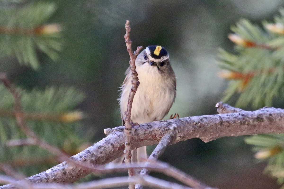 Golden-crowned Kinglet - ML162762281