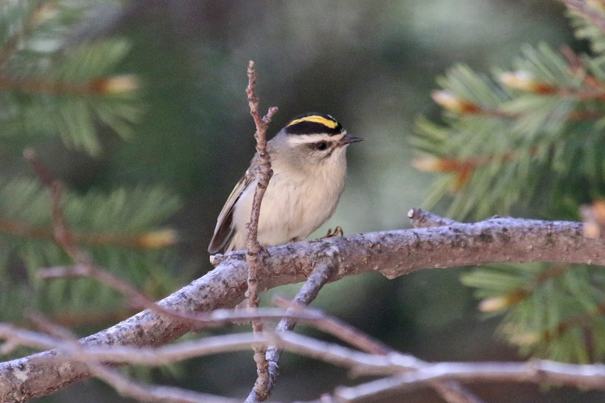 Golden-crowned Kinglet - ML162762301