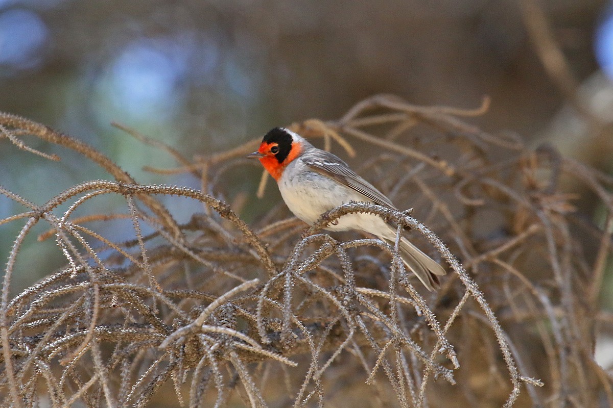 Red-faced Warbler - ML162762321