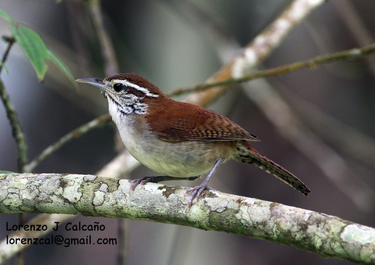 Rufous-and-white Wren - ML162762381