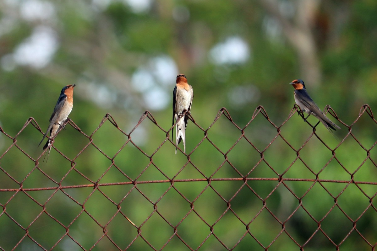 Welcome Swallow - ML162763021