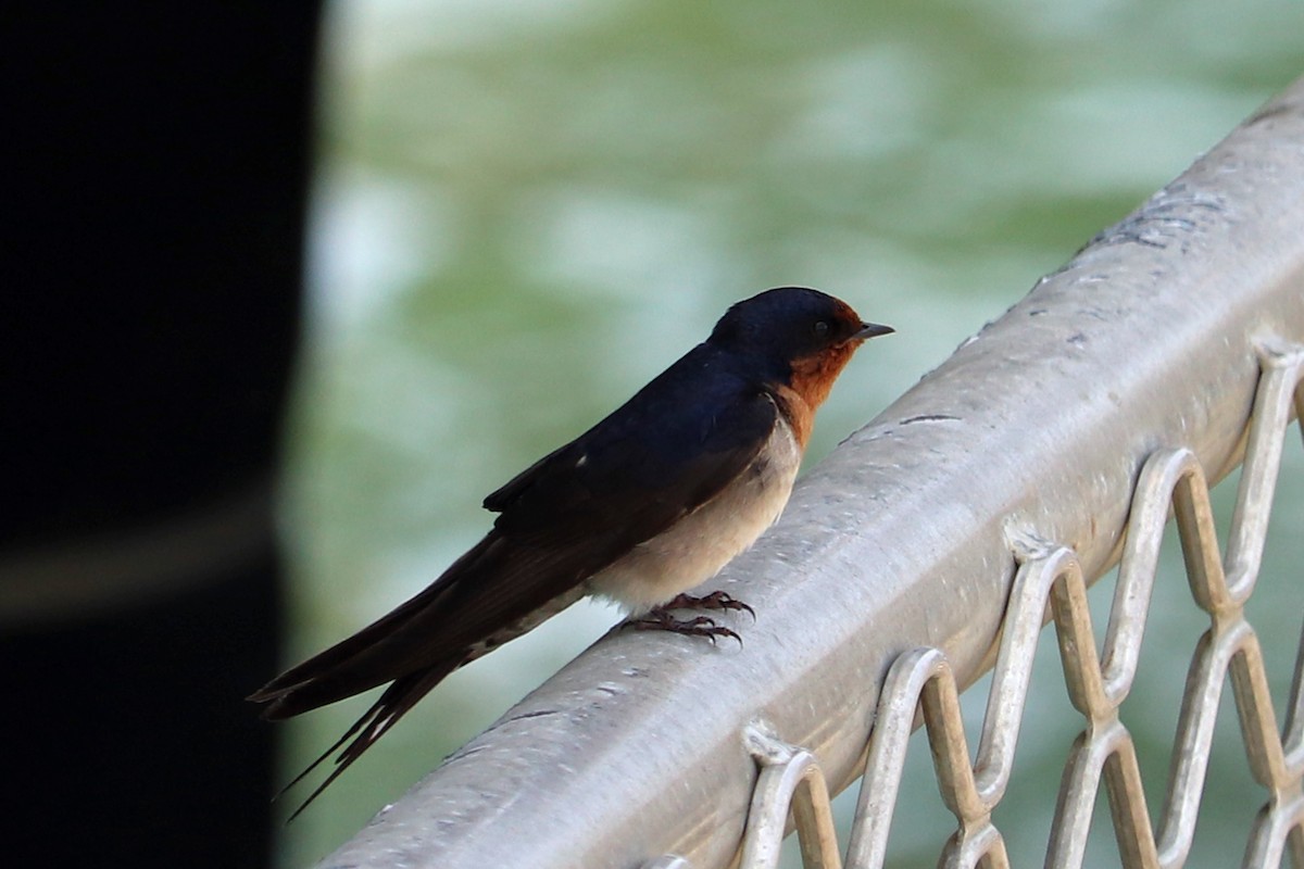 Welcome Swallow - ML162763031
