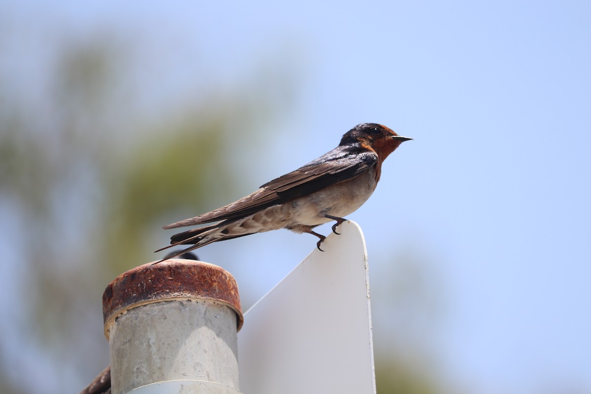 Welcome Swallow - ML162763041