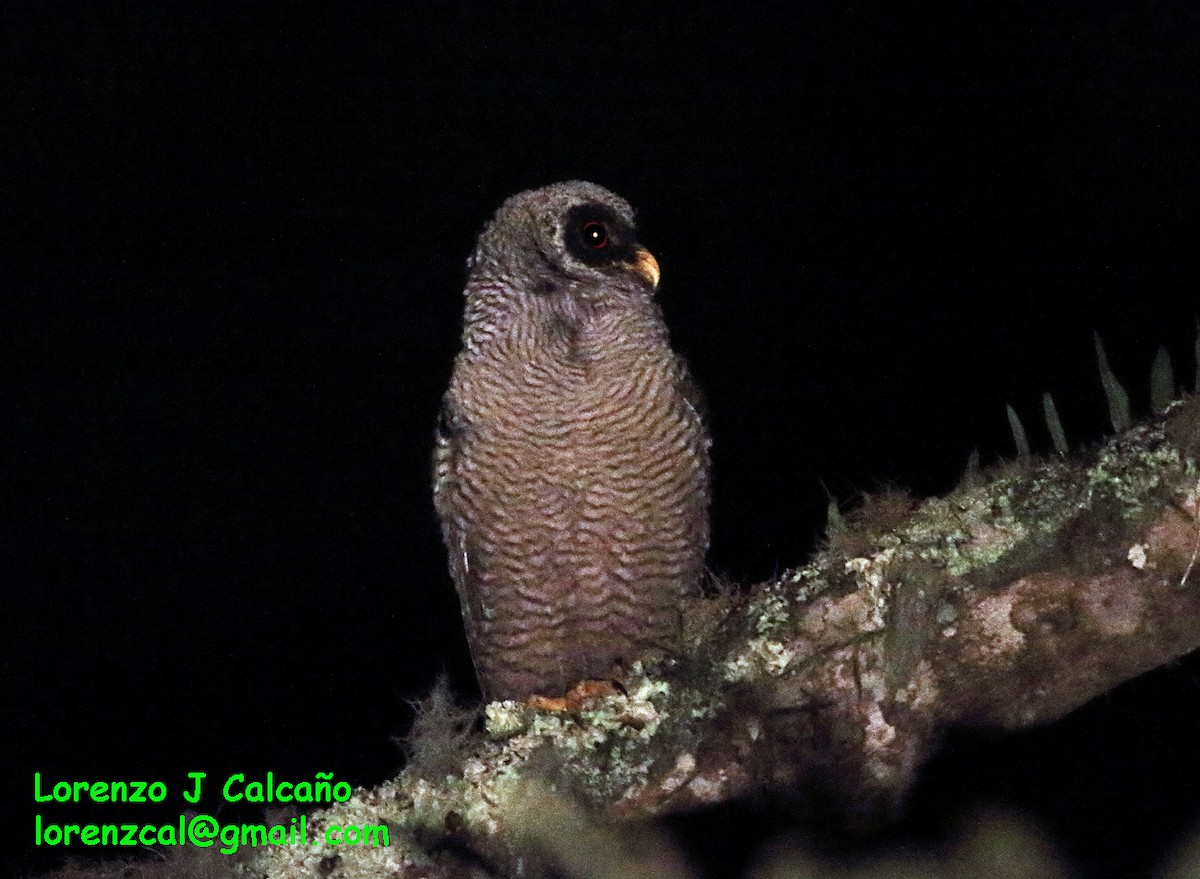 Black-and-white Owl - Lorenzo Calcaño