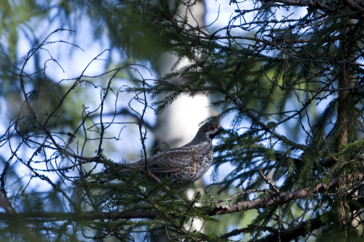 Gélinotte des bois - ML162766091