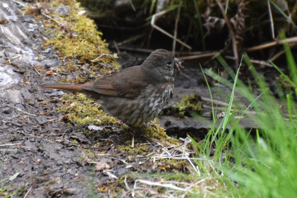 Fox Sparrow - ML162766471