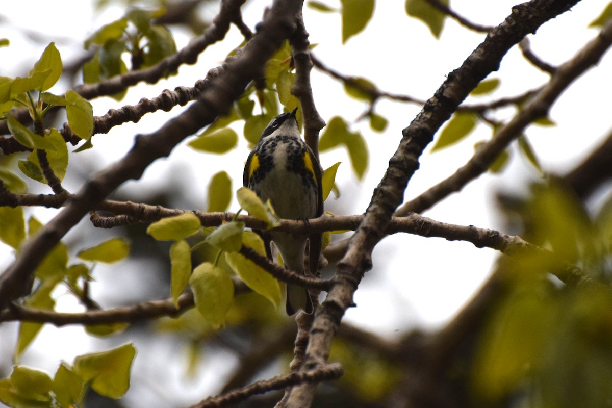 Yellow-rumped Warbler - ML162766501