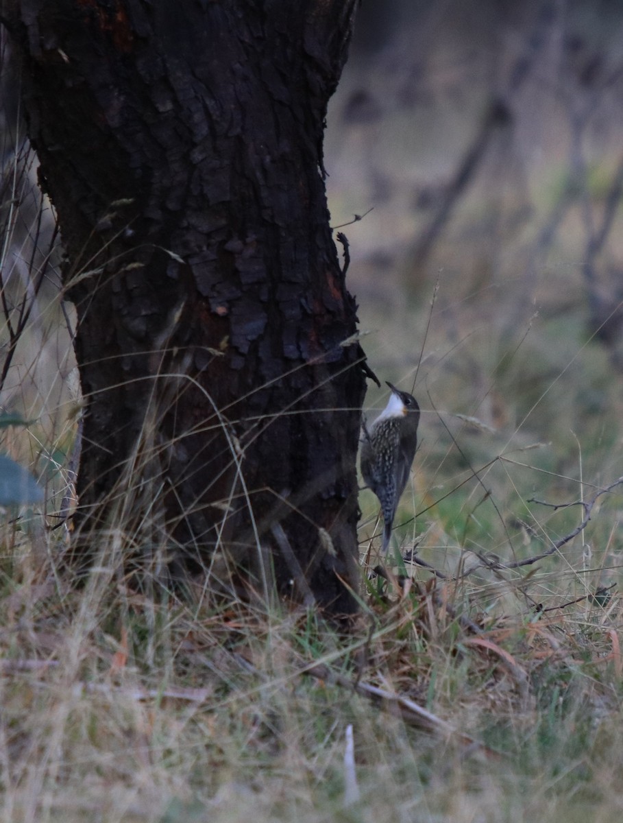 White-throated Treecreeper (White-throated) - ML162767661