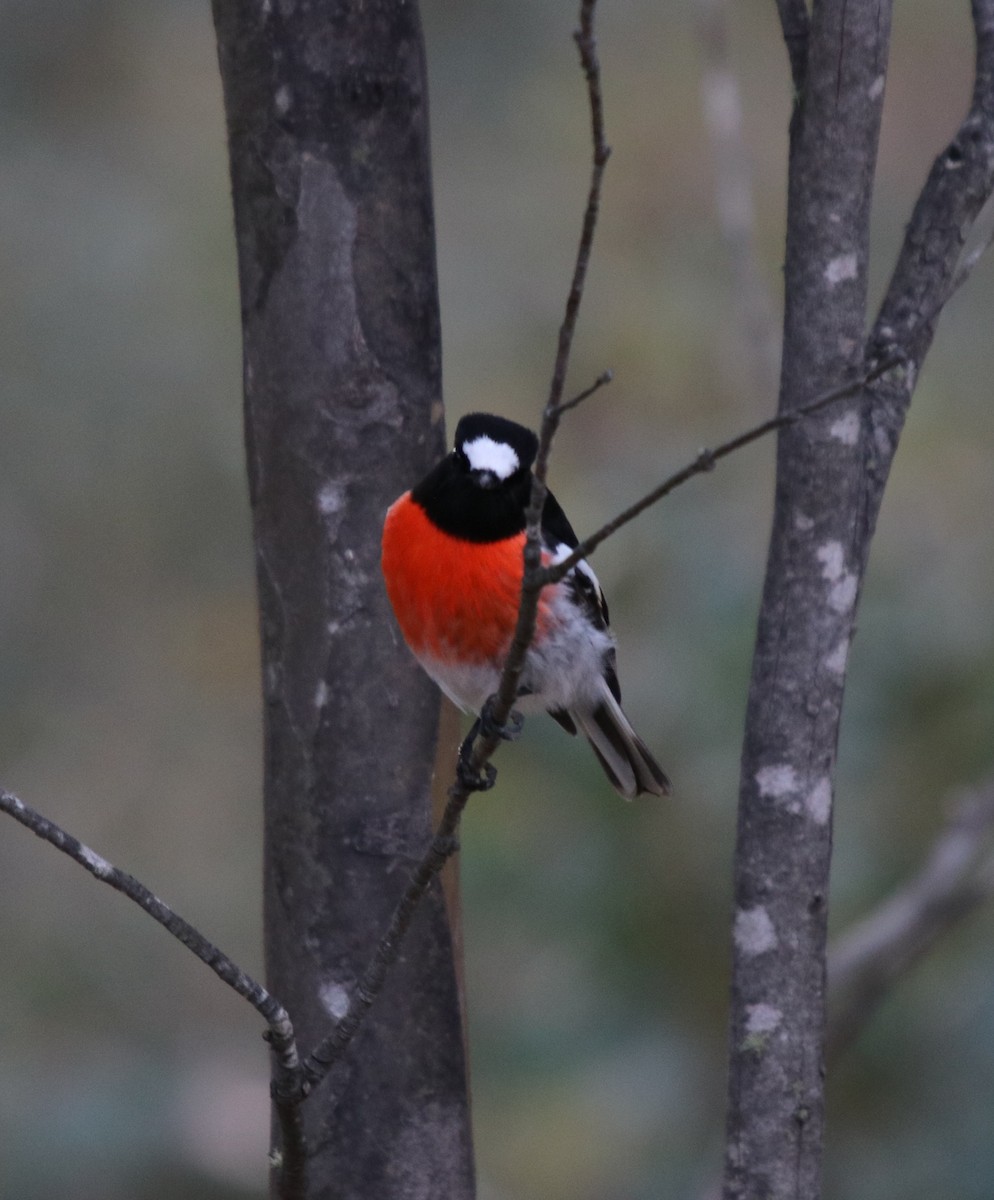 Scarlet Robin (Scarlet) - ML162767731