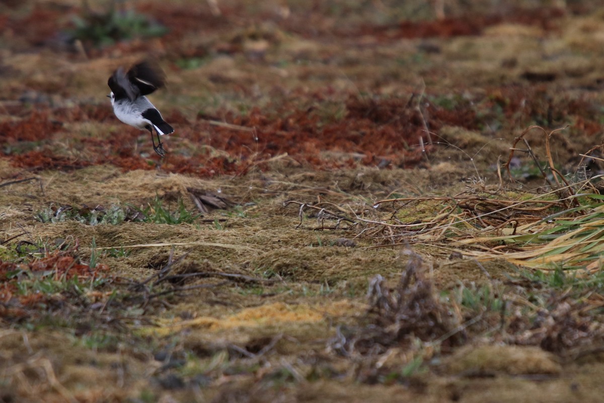 White-fronted Chat - ML162768001