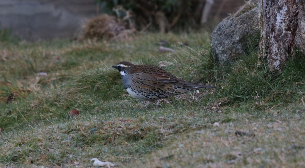 Spotted Quail-thrush - ML162768741