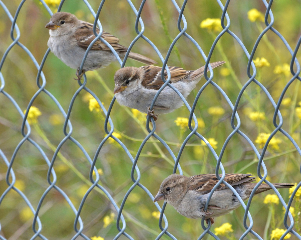 House Sparrow - ML162768941