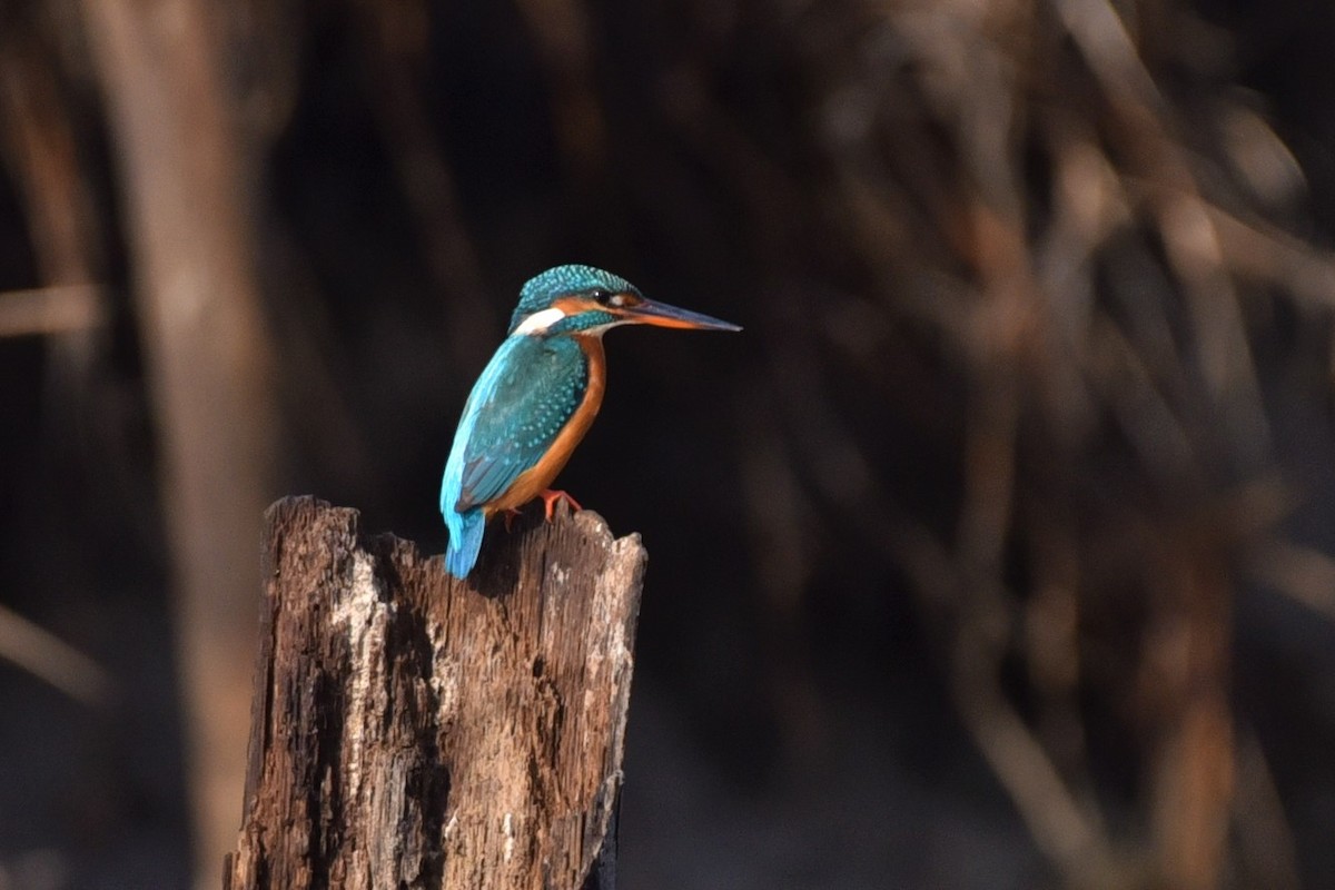 Common Kingfisher - ML162769581