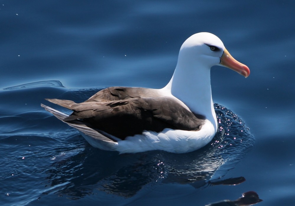 Schwarzbrauenalbatros (Campbellalbatros) - ML162769711