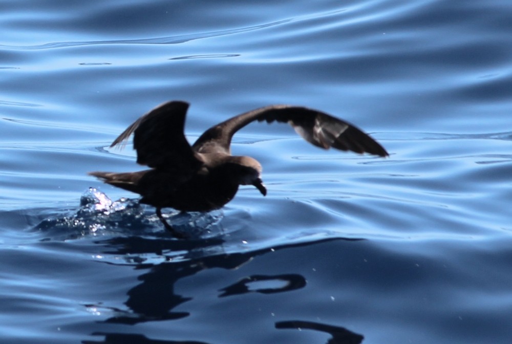 Providence Petrel - Janine Duffy