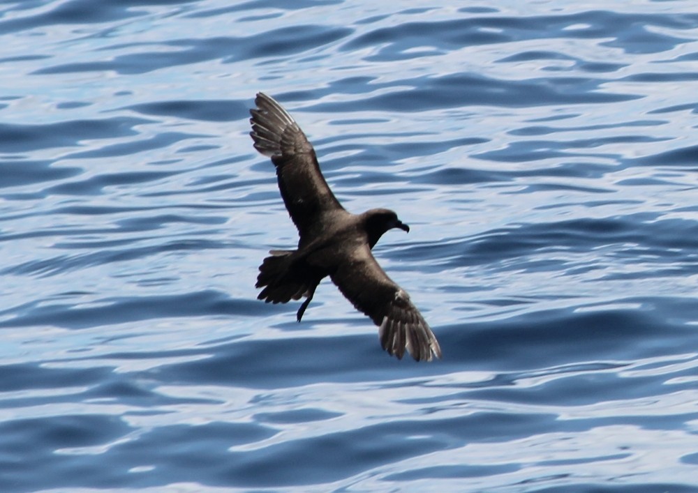 Providence Petrel - Janine Duffy