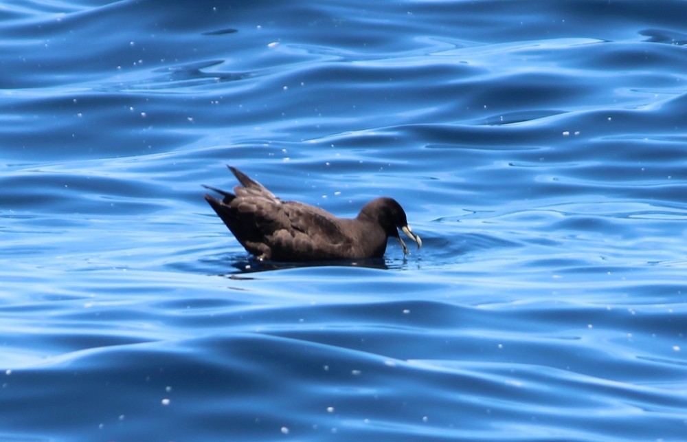 White-chinned Petrel - Janine Duffy