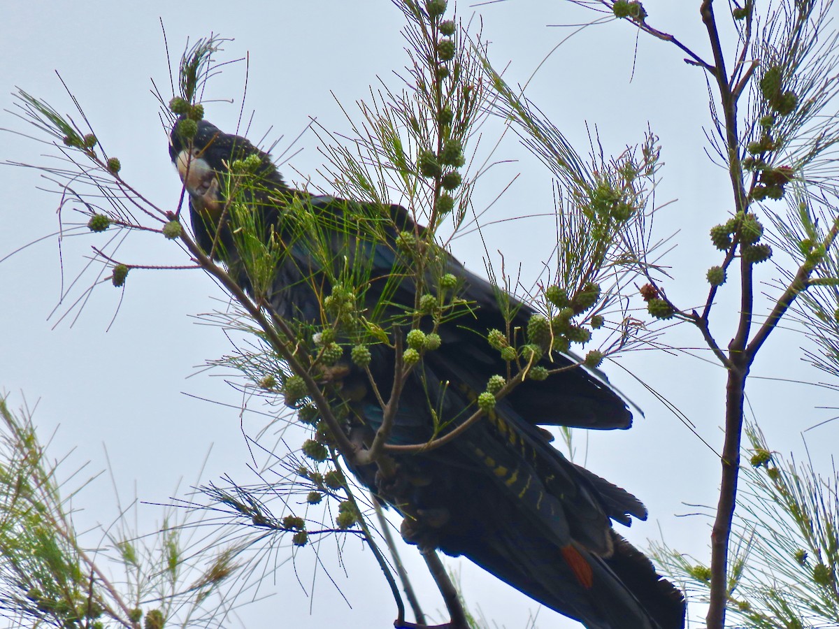 Red-tailed Black-Cockatoo - Colin Palethorpe