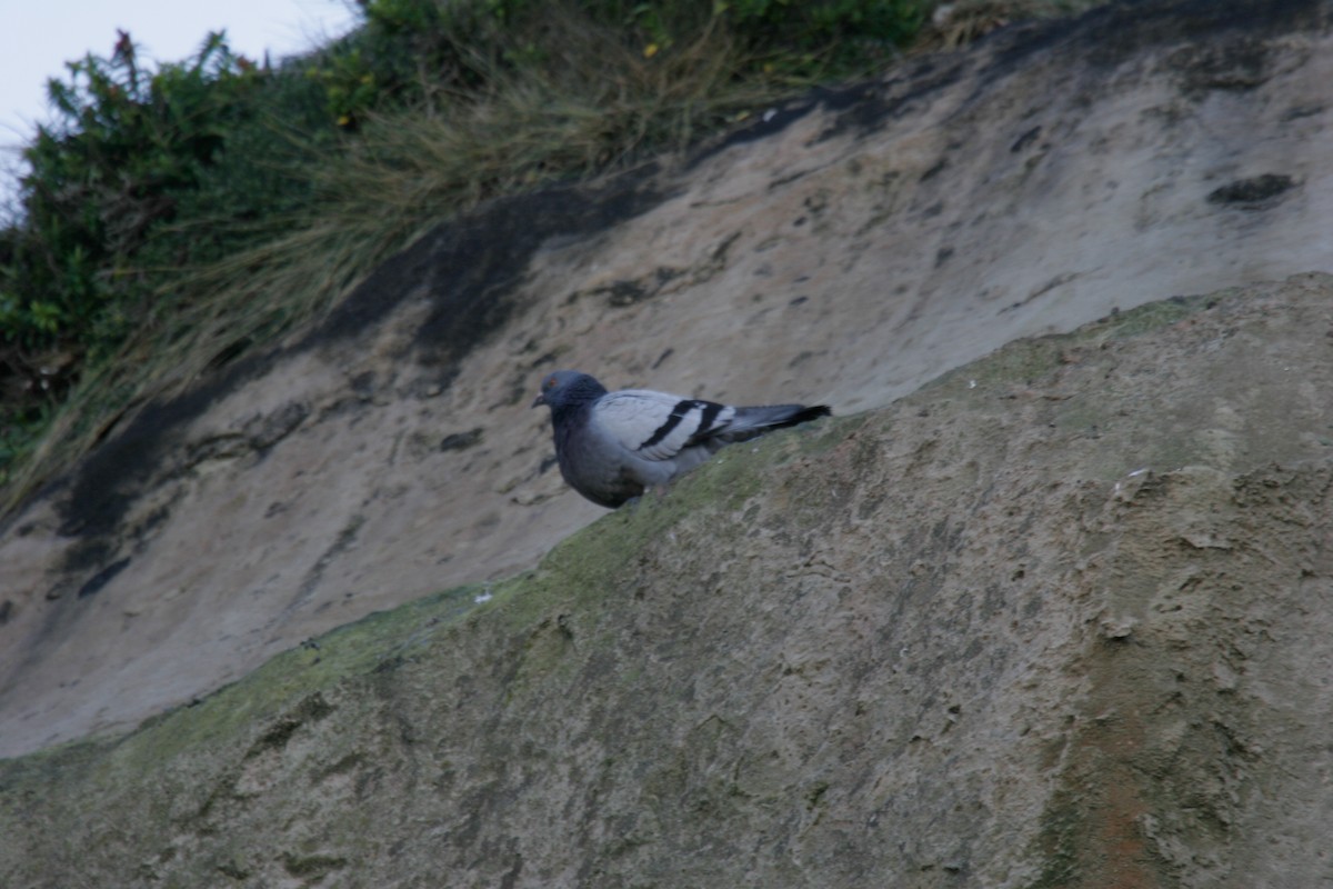 Rock Pigeon (Feral Pigeon) - ML162771891