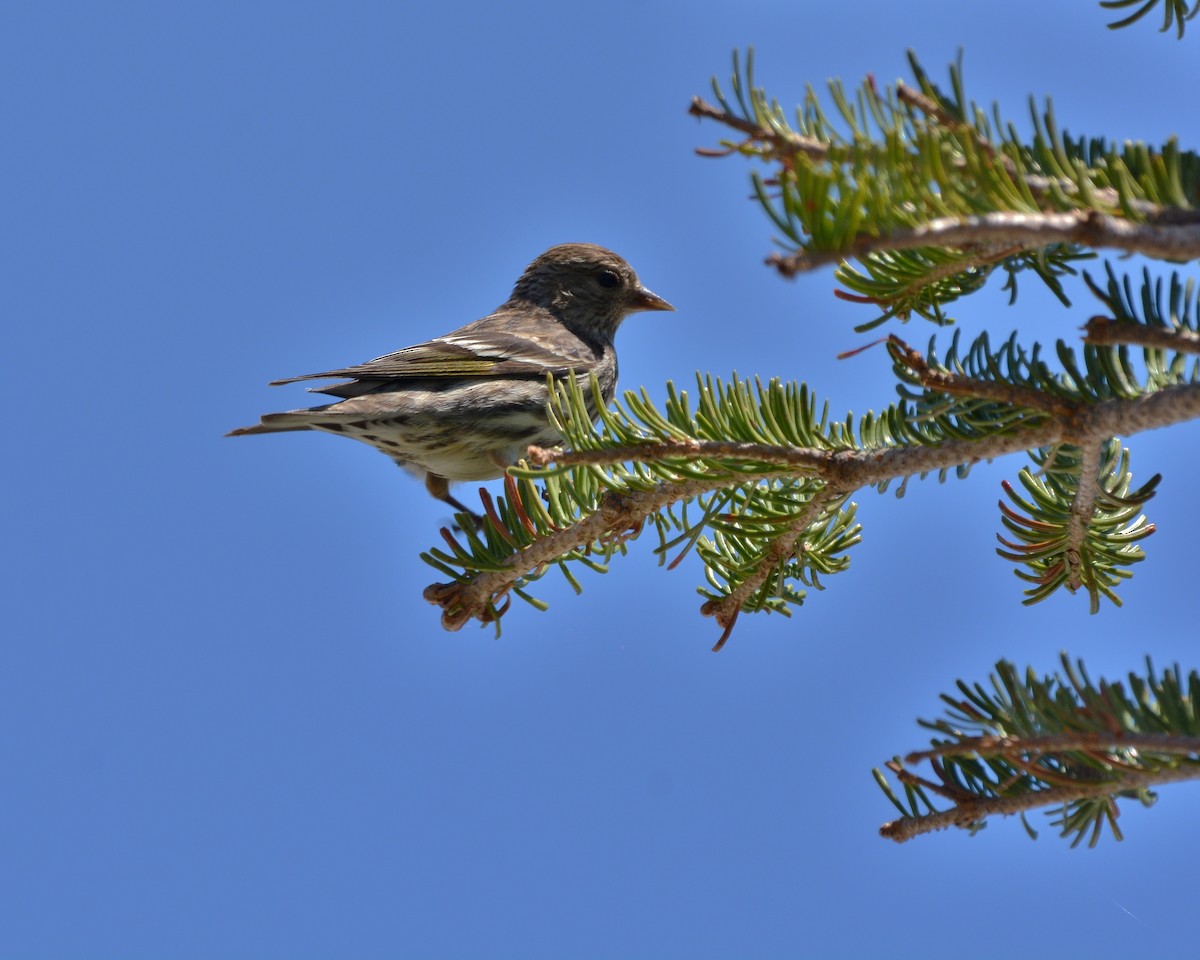 Pine Siskin - ML162772651