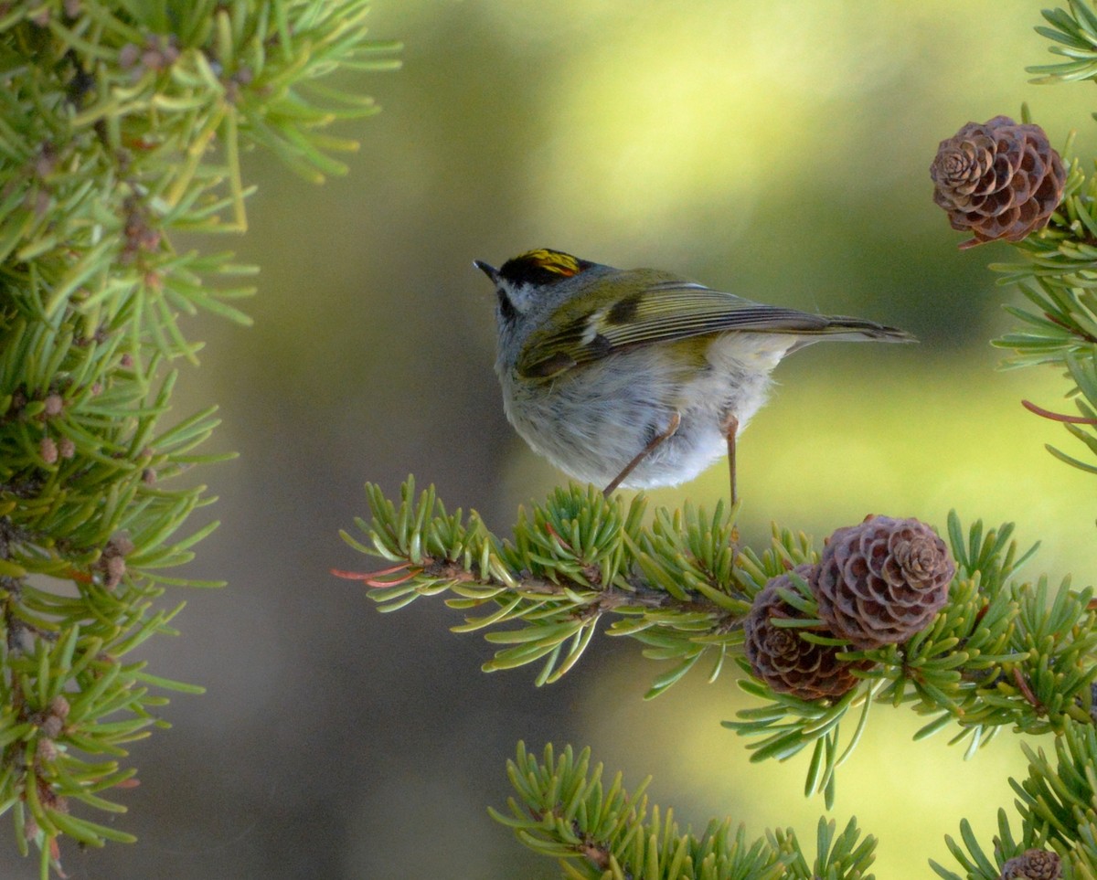 Golden-crowned Kinglet - ML162773671