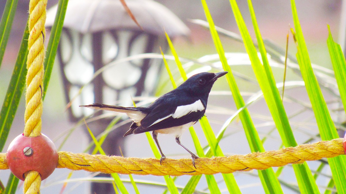 Oriental Magpie-Robin - Avani Shukla