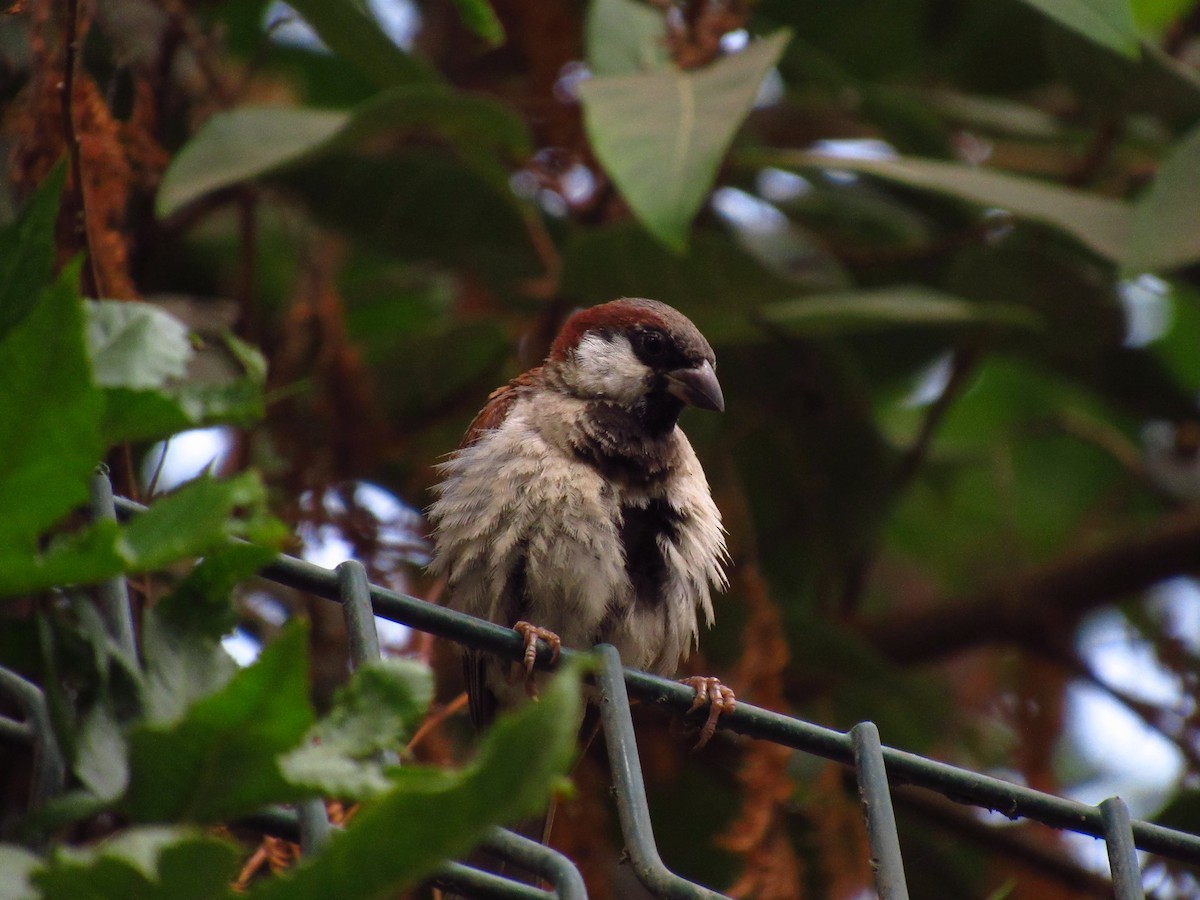House Sparrow - Avani Shukla