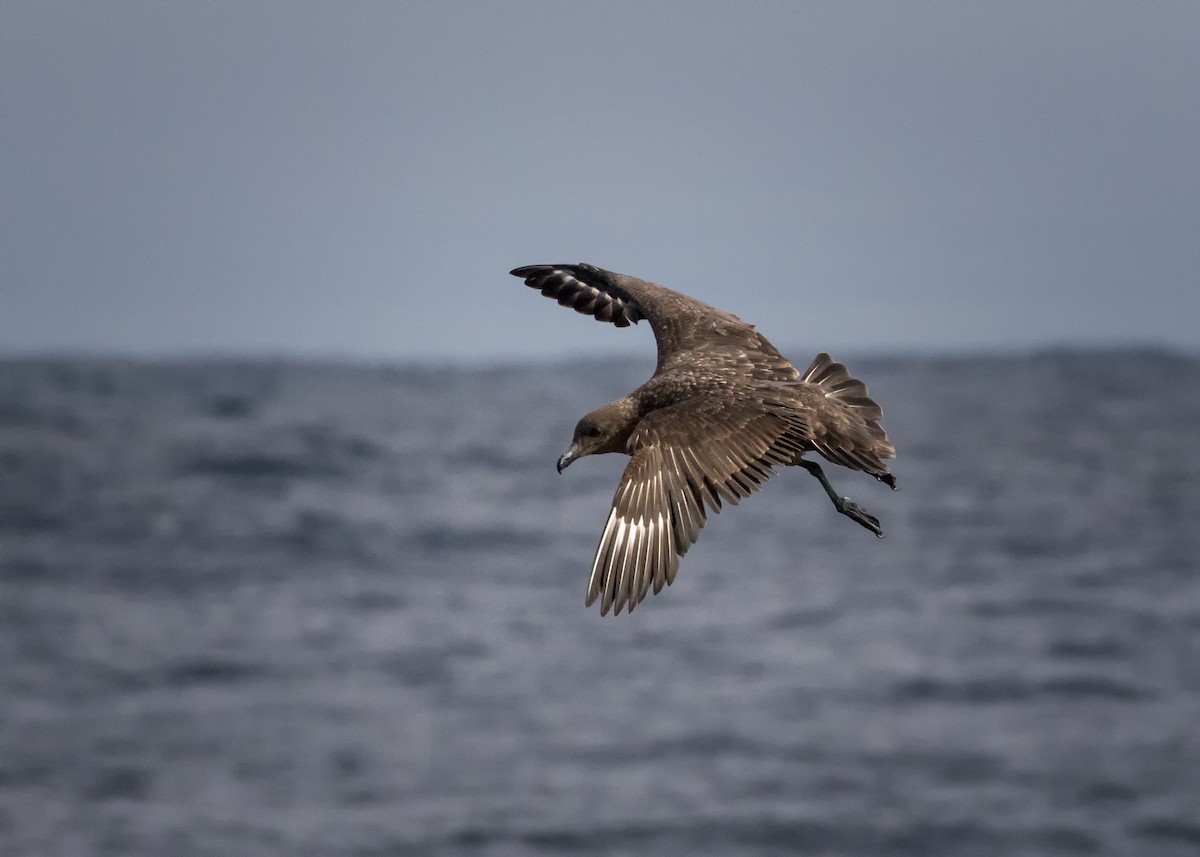 Brown Skua - Alison  Nisbett