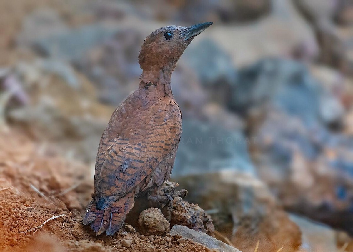 Rufous Woodpecker - ML162774281