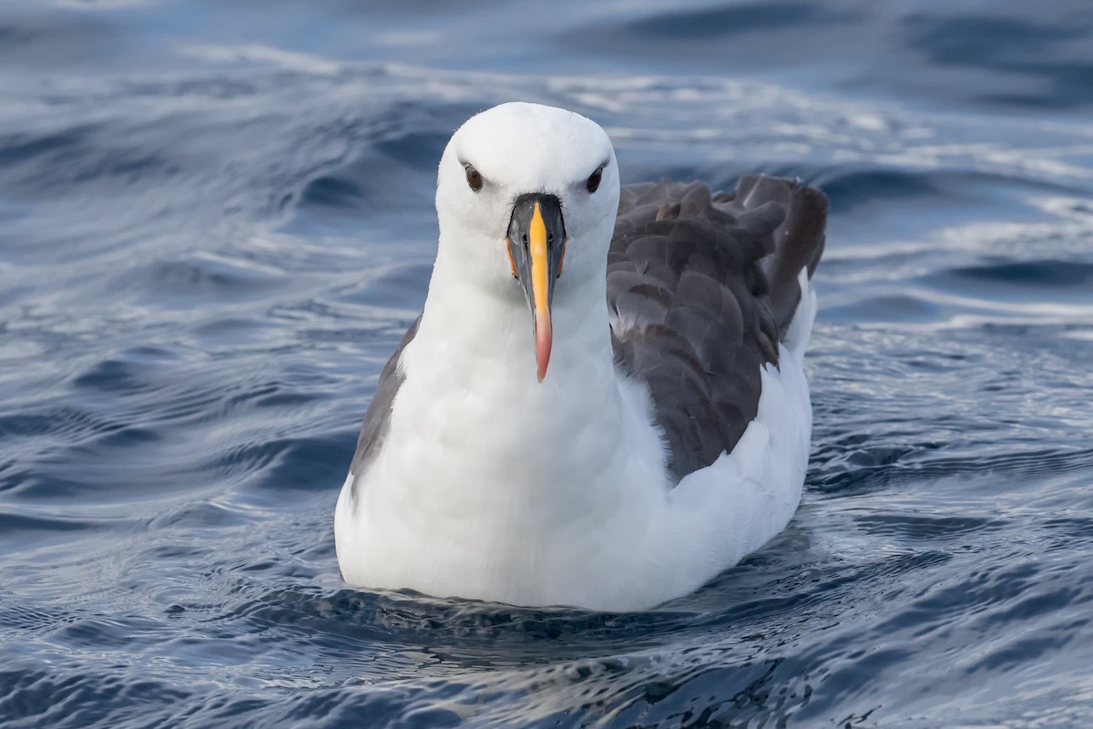 Indian Yellow-nosed Albatross - Alison  Nisbett