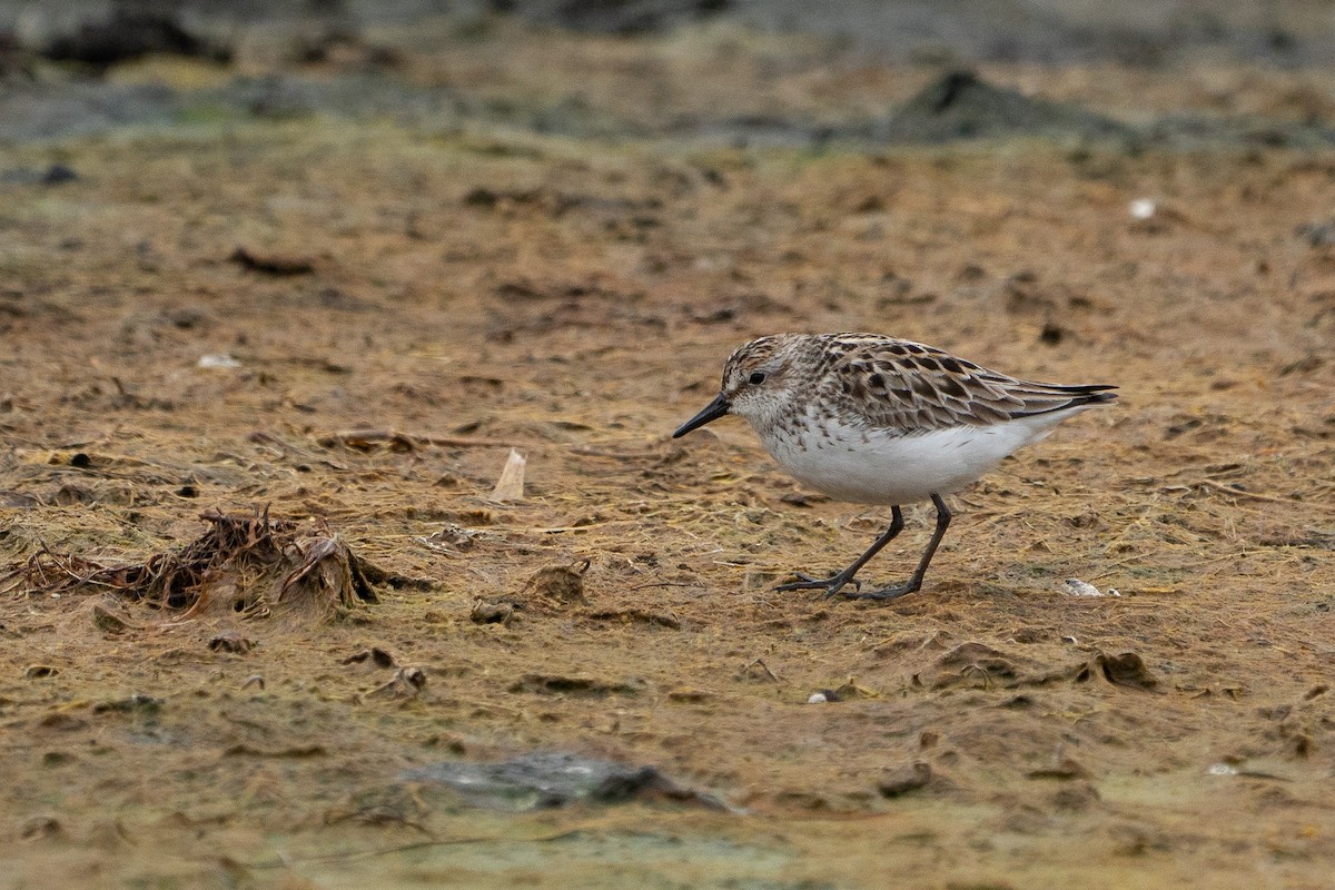 Semipalmated Sandpiper - ML162774611