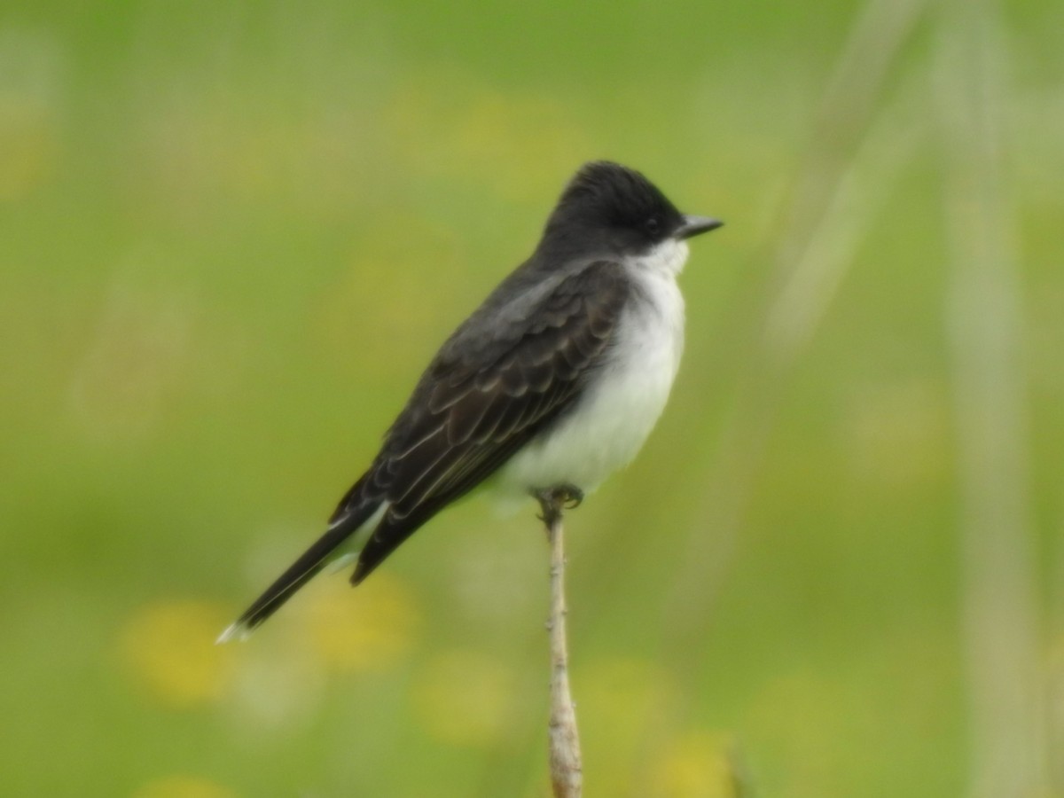 Eastern Kingbird - ML162774811